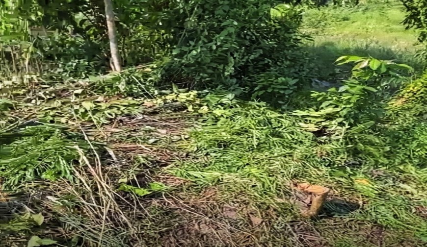ঢাকা-মাওয়া এক্সপ্রেসওয়েতে গাছ ফেলে দুই দফা ডাকাতি